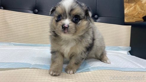 成約済の兵庫県のポメチワ:ポメラニアン×チワワ-348656の11枚目